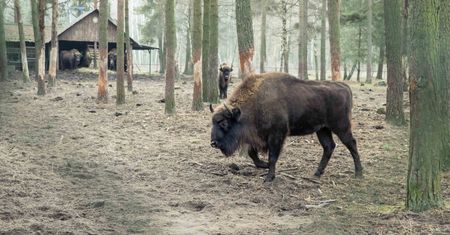 Martwy żubr w Puszczy Białowieskiej. "Pękło mu serce"