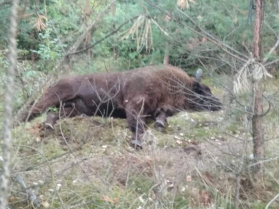 Żubr nie przeżył zderzenia z samochodem