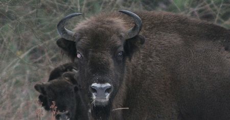 Bieszczady. Żubry zagrożone. Śmiertelna choroba zaatakowała