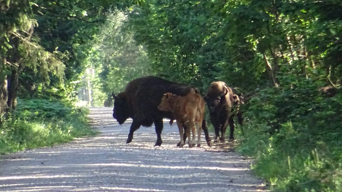 Mały żubr zaciekawił przyrodnika