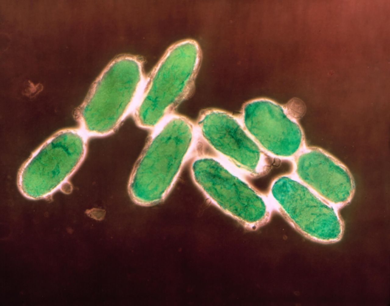 Mongolia zapobiegła epidemii dżumy. Kwarantanna objęła turystów z Europy