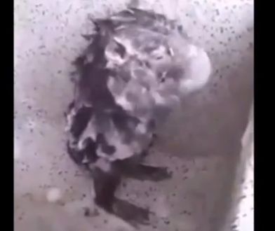 Szczur przyłapany! Nagrał zwierzę jak... bierze prysznic