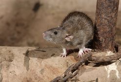 Mieszkańcy Wrocławia alarmują: dużo martwych szczurów na rynku. Jest odpowiedź władz miasta