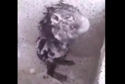 Szczur przyłapany! Nagrał zwierzę jak... bierze prysznic