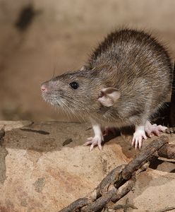 Mieszkańcy Wrocławia alarmują: dużo martwych szczurów na rynku. Jest odpowiedź władz miasta