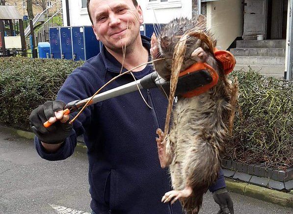 Szczur-gigant terroryzował Londyn. Jest wielkości psa