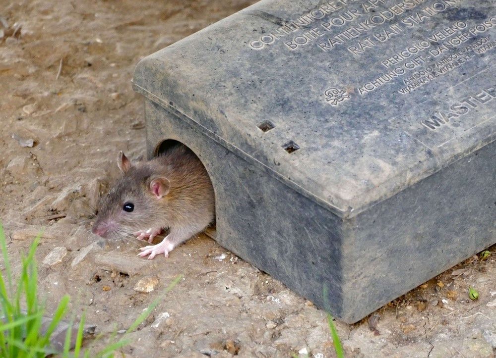 W tej grze szczury skaczą z radości 