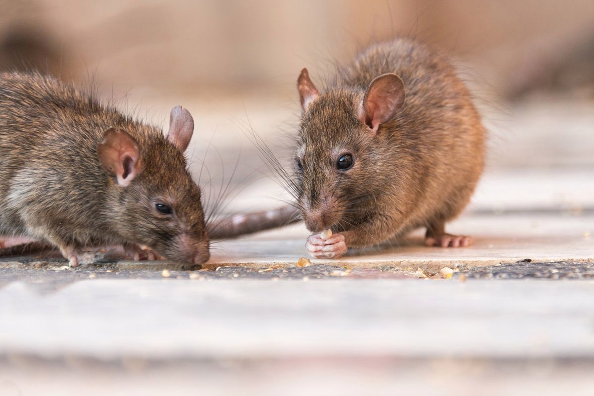 Jak pozbyć się szczurów? Fot. Getty Images
