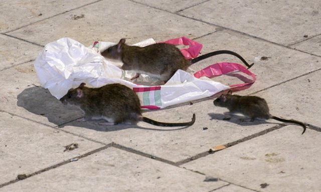 Szczury chodzą po ulicach. Szwedzi nie mogą sobie z tym poradzić 