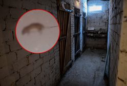 Zdechłe szczury w jednej z kamienic w Katowicach. "To trwa już dwa tygodnie"