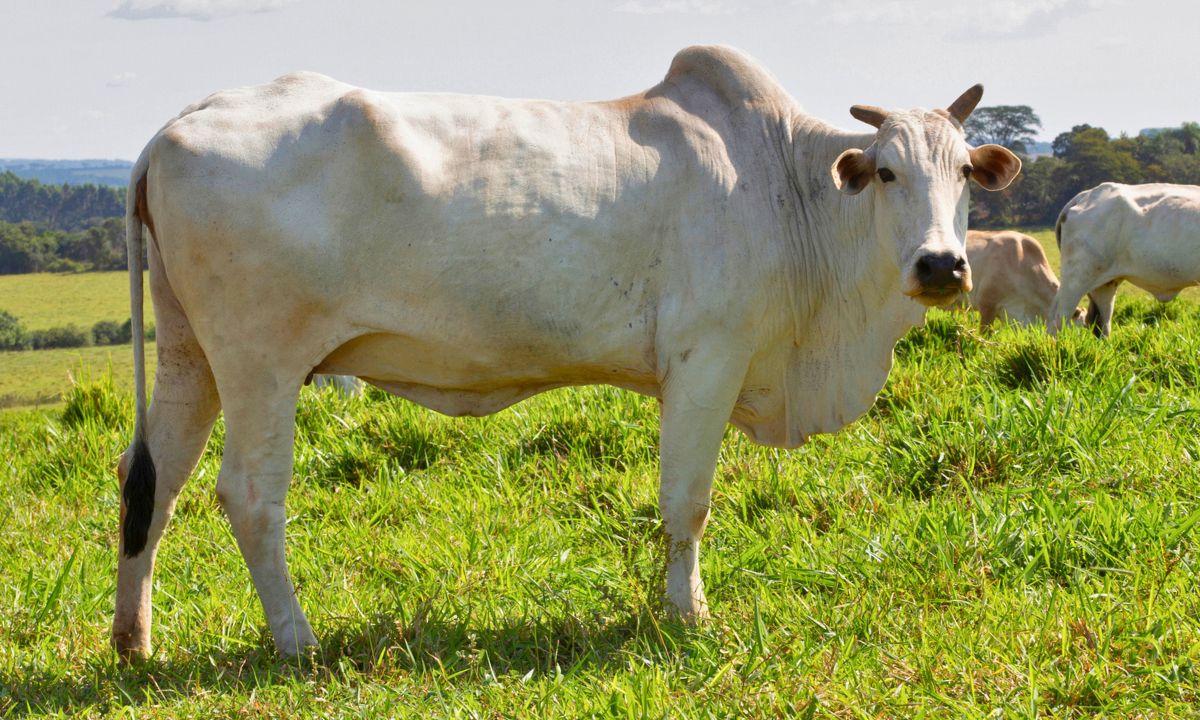 To najdroższa krowa świata. Za 1 kg jej mięsa kupisz samochód