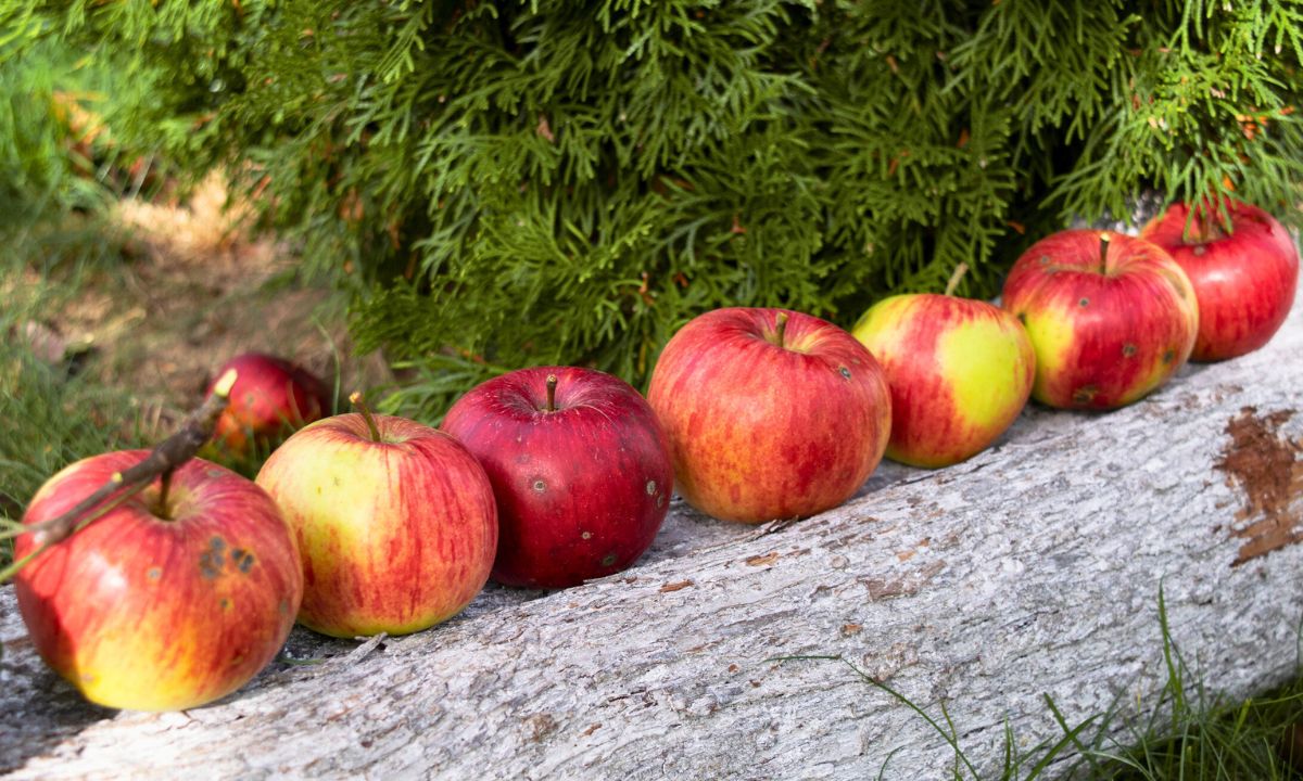 jak przechowywać jabłka, fot. Getty Images