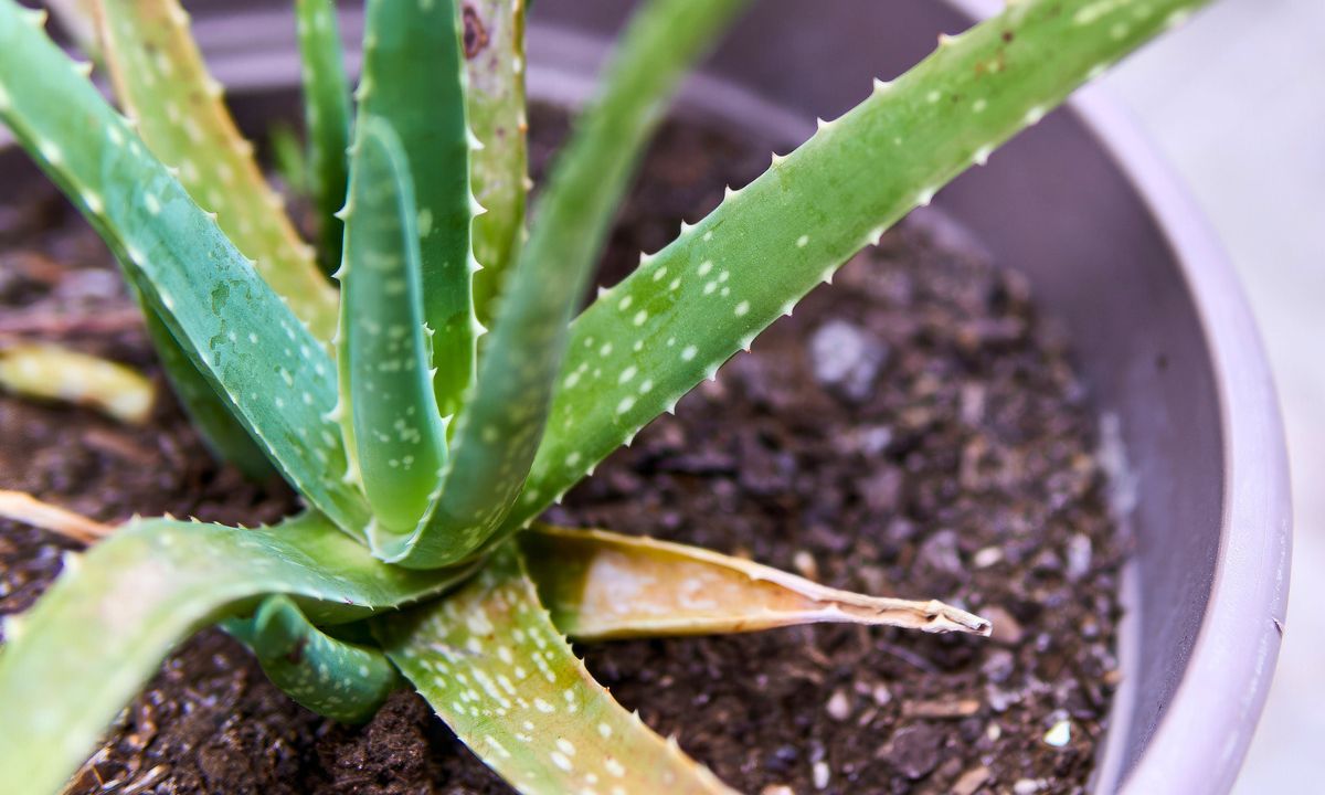 dlaczego aloes żółknie, fot. Getty Images