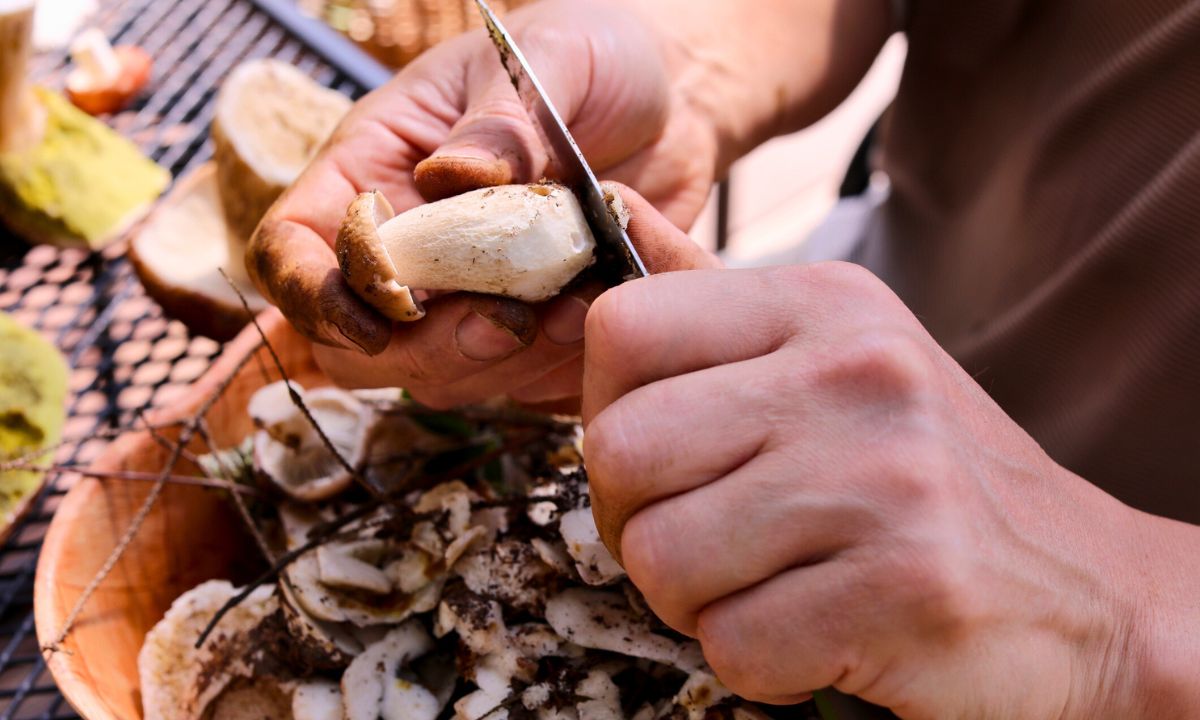 jak doczyścić ręce po zbieraniu grzybów, fot. Getty Images