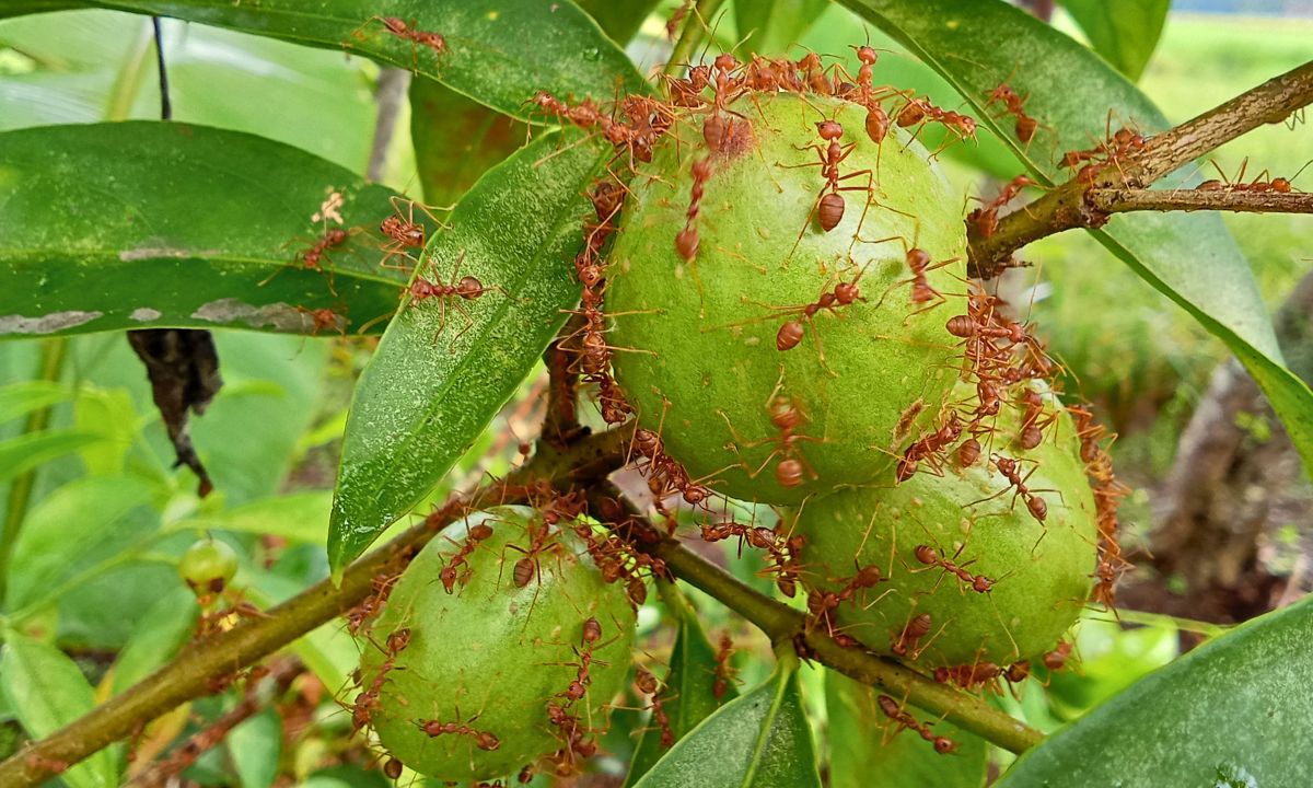 jak przegonić mrówki z drzew owocowych, fot. Getty Images