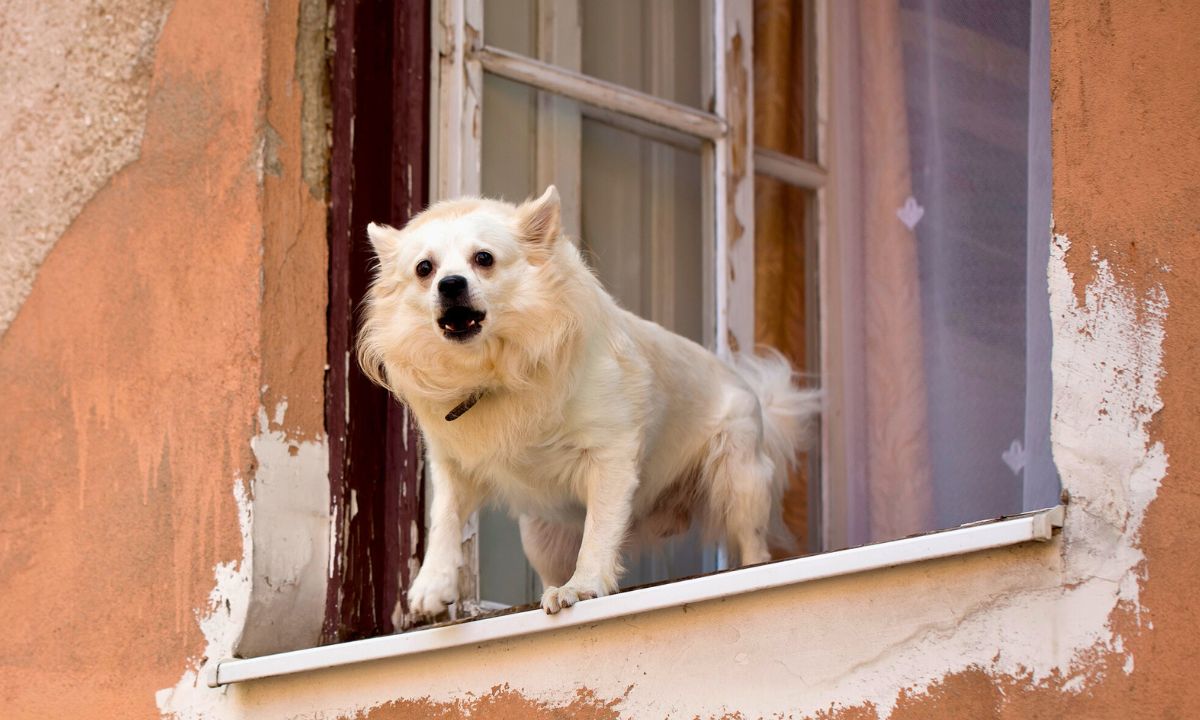 pies szczeka przy oknie, fot. Getty Images
