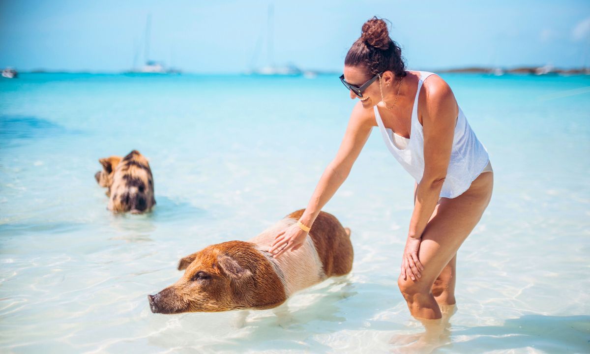 pig beach, fot. Getty Images