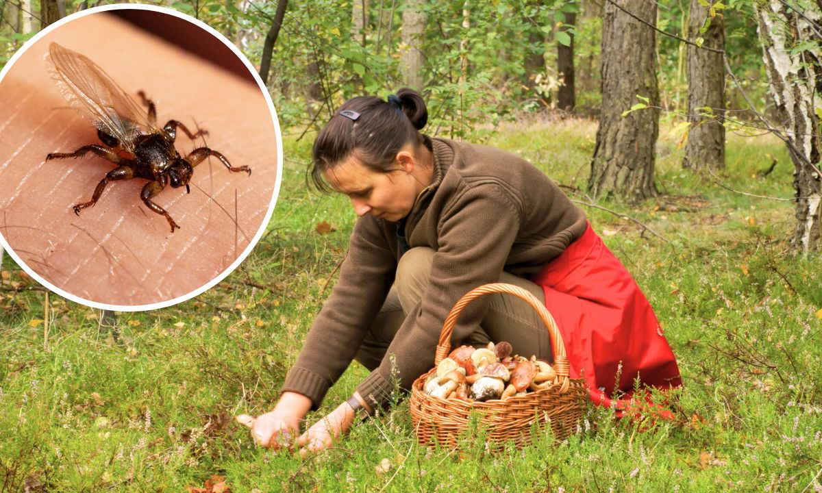 Przypuszczają atak na grzybiarzy i nie działają na nie repelenty