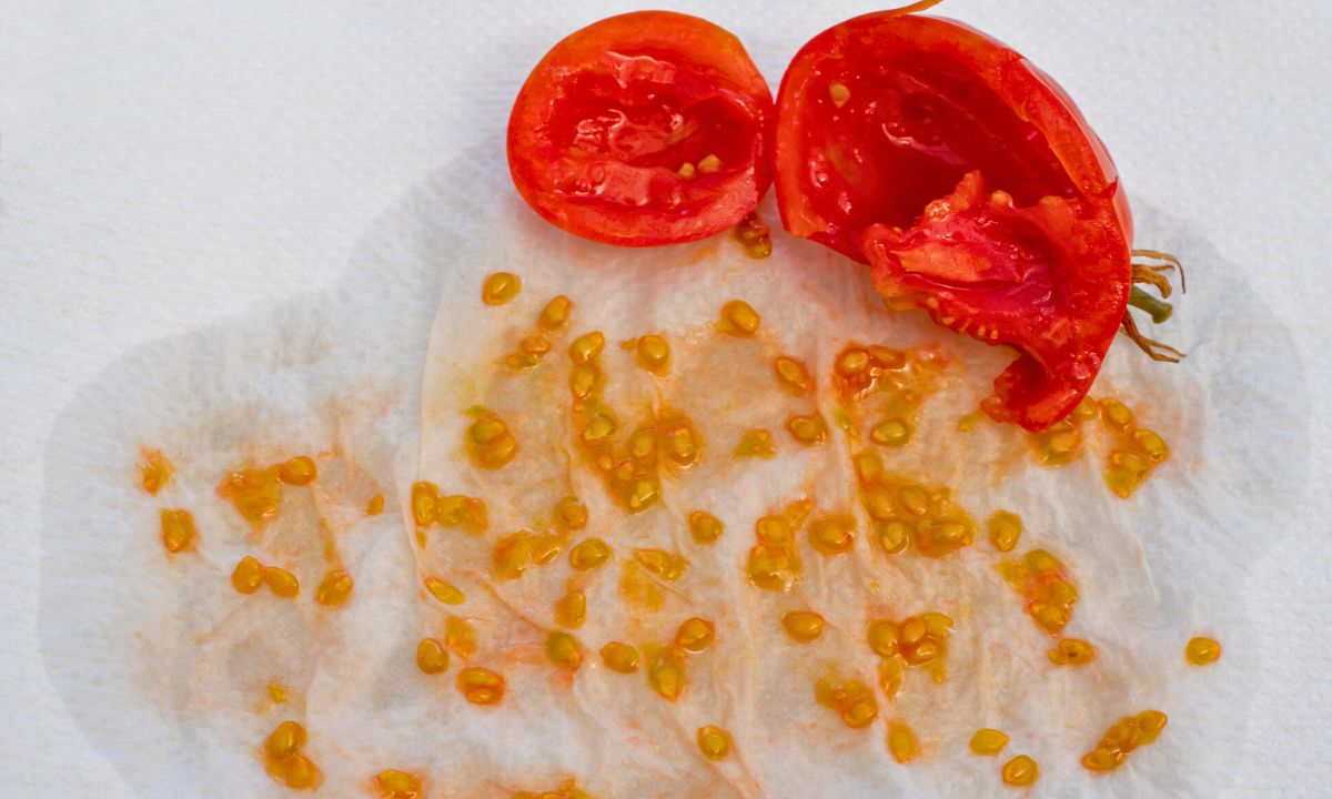 Zrób to z nasionami, a za rok wyrosną z nich bujne krzaczki pomidorów