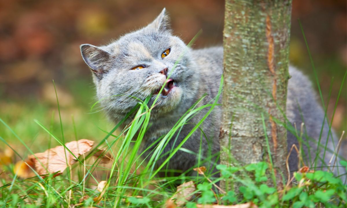 Kiedy twój kot je trawę, nie wpadaj w panikę. On wie co robi