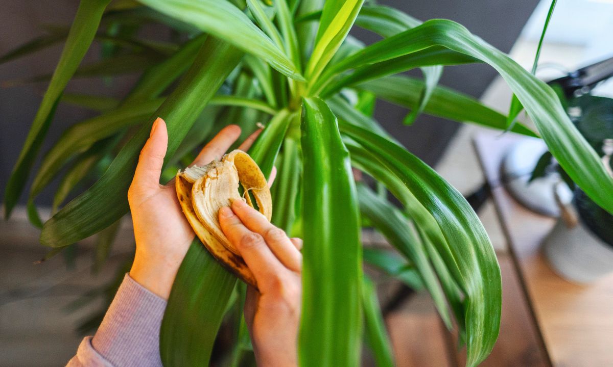 Biorę skórkę banana i smaruję liście roślin. To jeden z 3 niezawodnych patentów