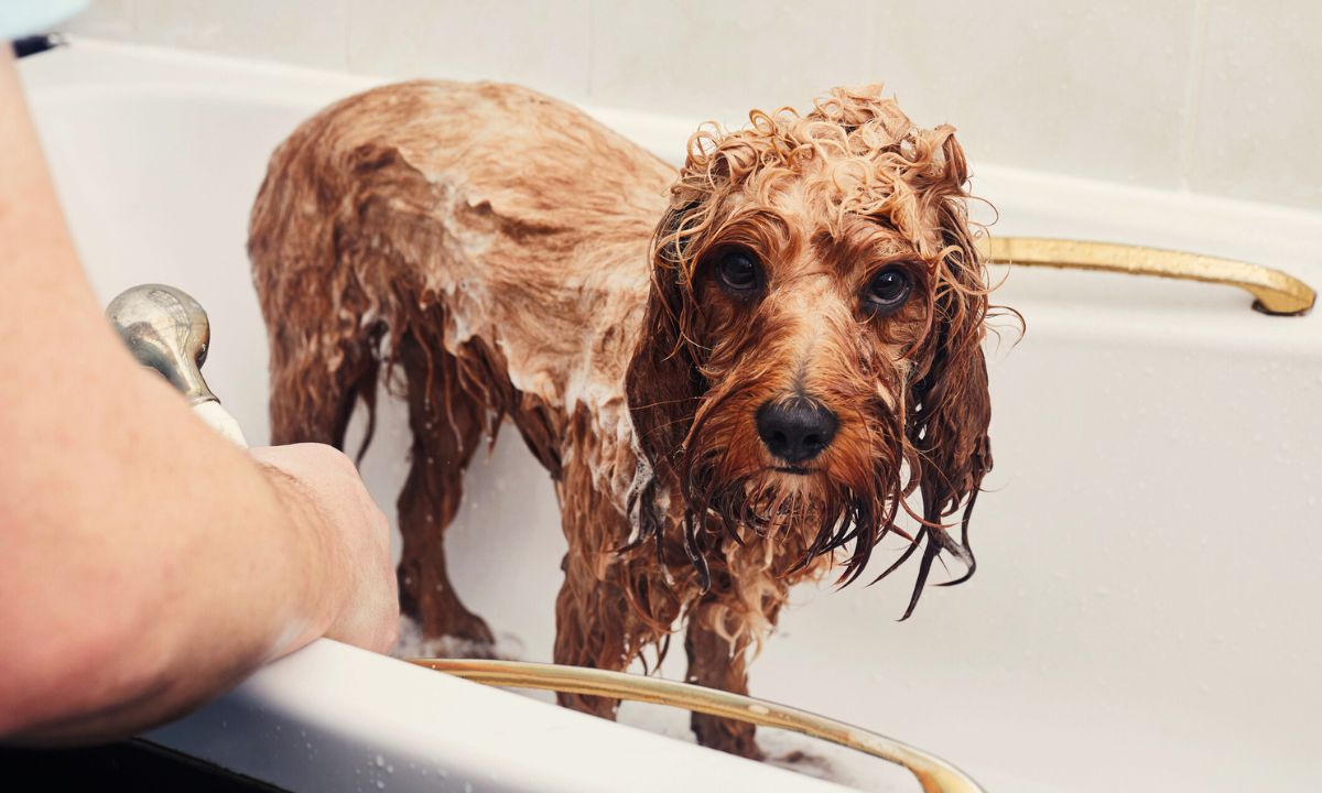 jak pozbyć się zapachu psa w domu, fot. Getty Images