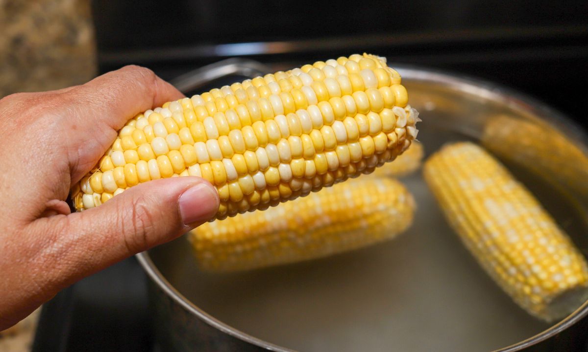 jak gotować kukurydzę w kolbie, fot. Getty Images