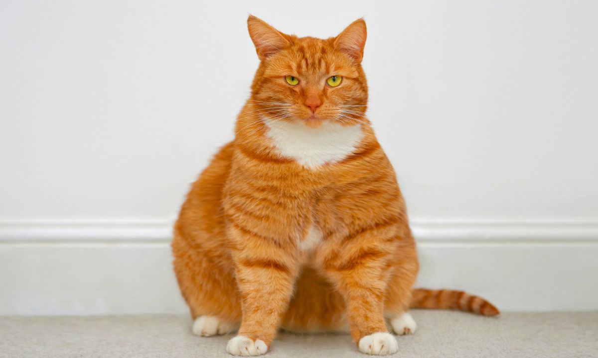 nadwaga u kotów, fot. Getty Images