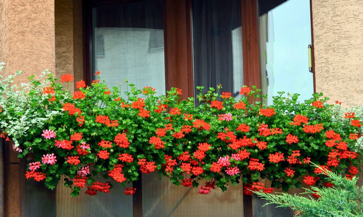 ekologiczny nawóz dla pelargonii, fot. Getty Images