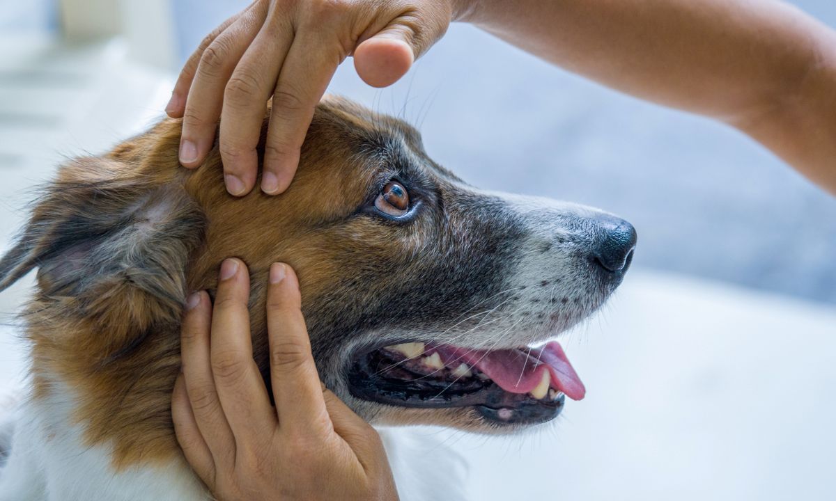 masaż dla psa, fot. Getty Images