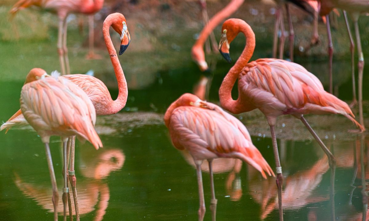 Flamingi nie bez powodu są różowe. Matka natura wiedziała co robi
