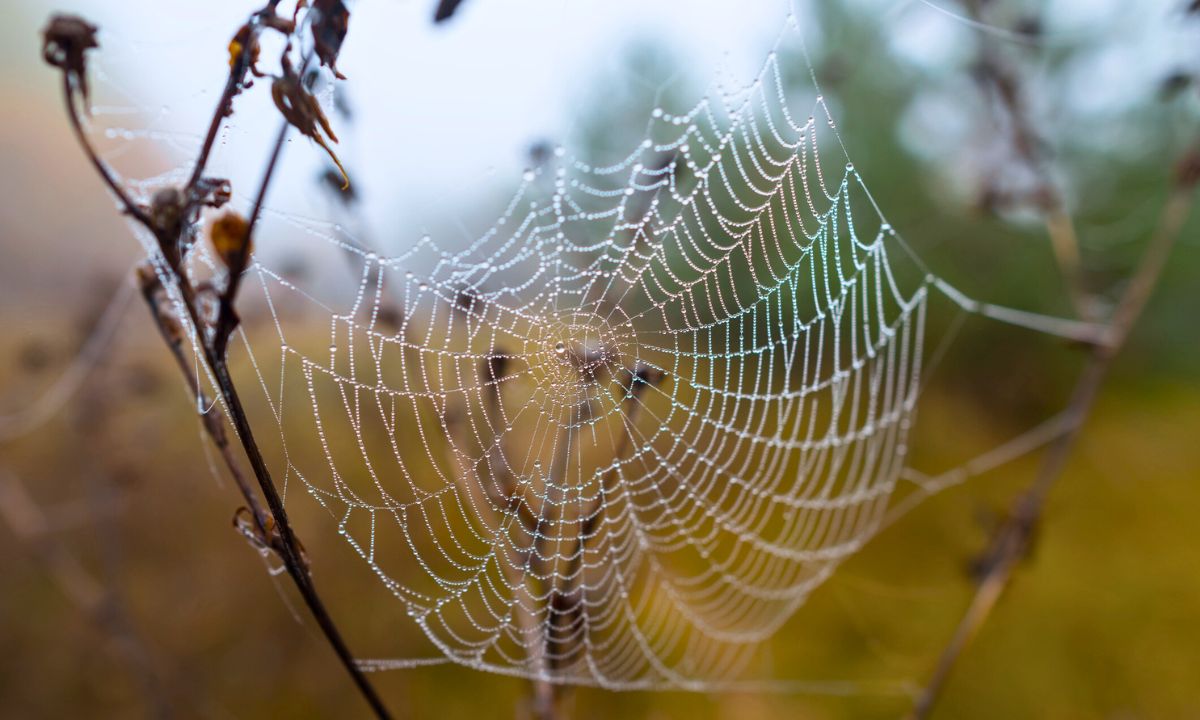 Dziadek powiedział mi, czym jest babie lato. Wreszcie wiem skąd są te nitki