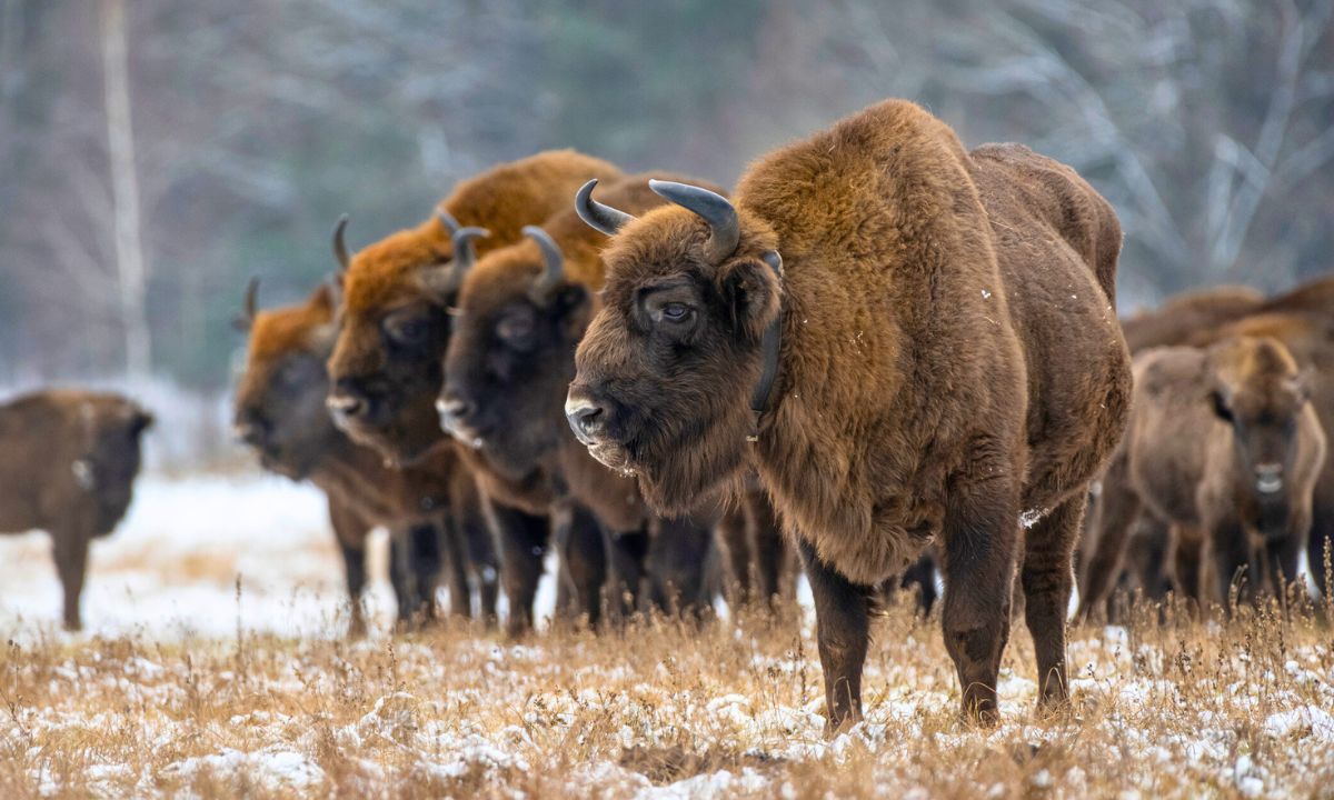 60 lat temu powróciły w Bieszczady. Są niekwestionowanym skarbem