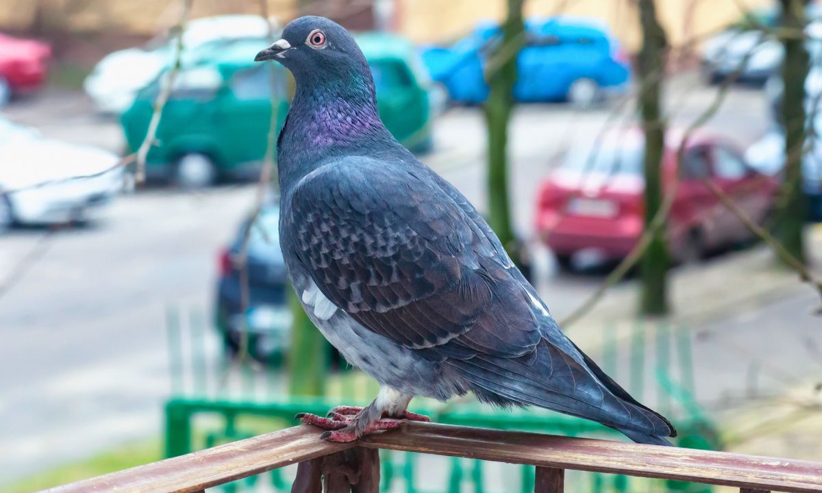 Gołębie będą omijać balkon. Wysyp jeden produkt a odlecą