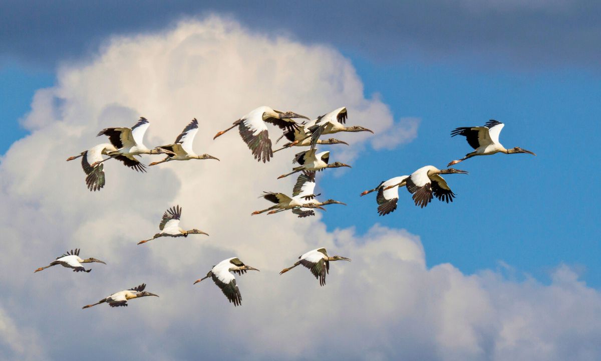 skąd ptaki wiedzą gdzie lecieć, fot. Getty Images