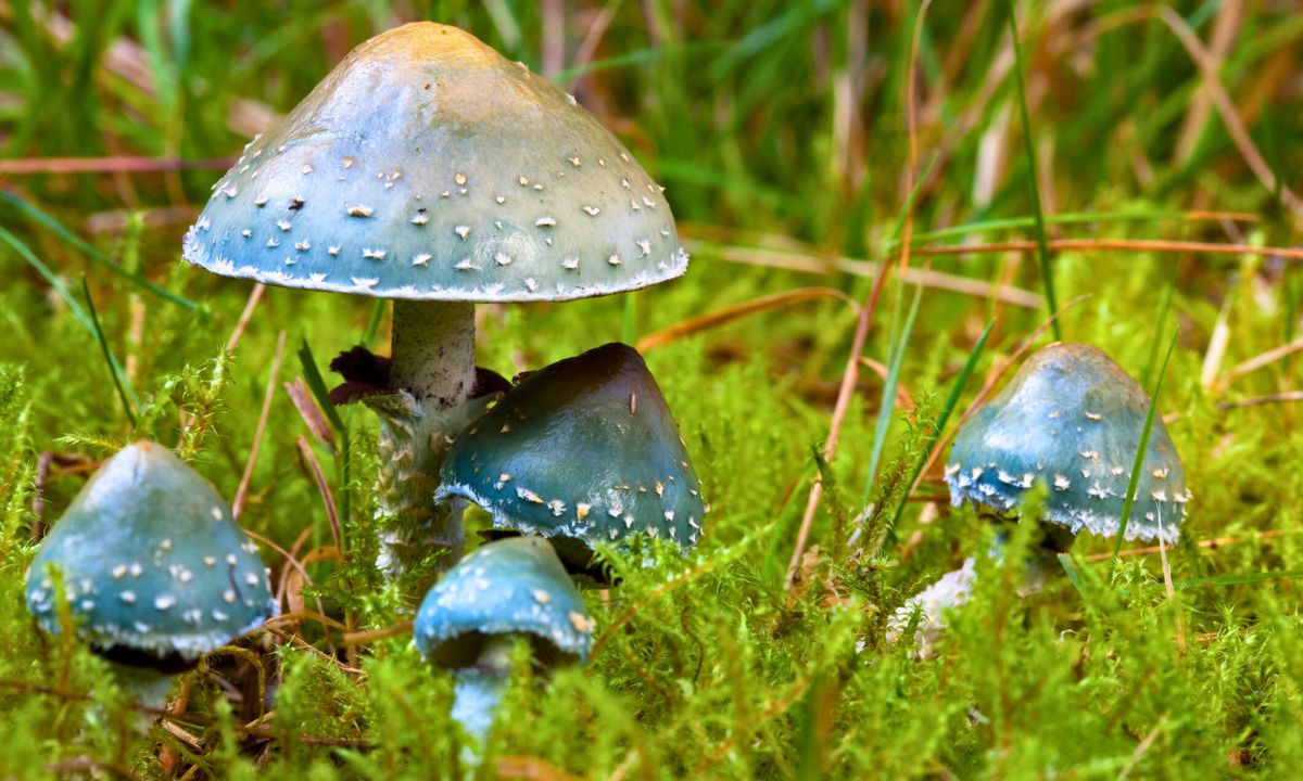 W polskich lasach pojawił się niebieski grzyb. Przypomina chatki Smerfów