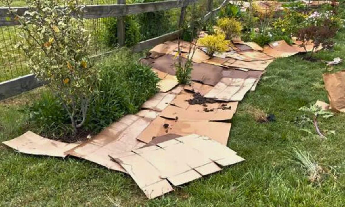 Ogrodnicy kładą kartony w ogrodzie. Pozbywają się tak irytującego problemu