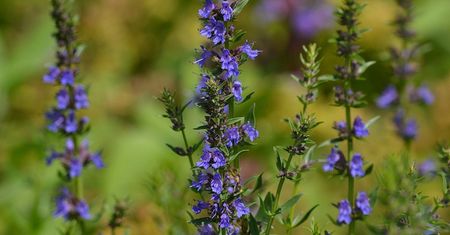 Zrób napar z tej biblijnej rośliny i pij regularnie. Nerwobóle, reumatyzm oraz grzybica odejdą w zapomnienie