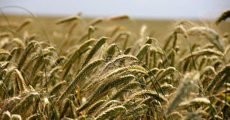 Podatek rolny 2019. Droższe żyto może wpłynąć na wysokość opłaty
