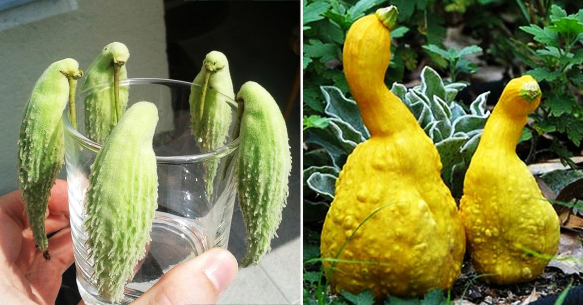 18 fruit and vegetables of really weird shapes. You have to look twice!