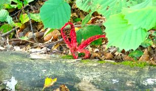 "Palce diabła" znalezione na południu Polski. Czym jest okratek australijski?