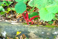 "Palce diabła" znalezione na południu Polski. Czym jest okratek australijski?