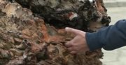 Wachlarzowiec olbrzymi - największy grzyb świata waży więcej niż dorosły człowiek [Wideo]