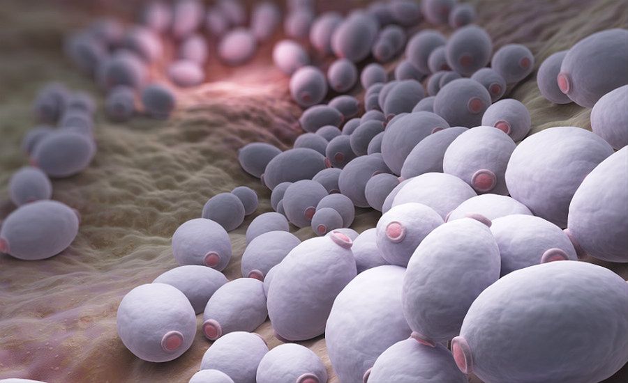 Candida auris