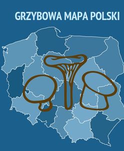 Gdzie na grzyby? Oto grzybowa mapa Polski. Tu masz największe szanse na duże zbiory