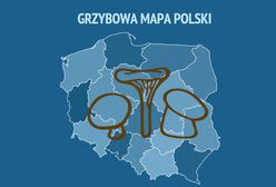 Gdzie na grzyby? Oto grzybowa mapa Polski. Tu masz największe szanse na duże zbiory