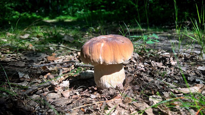 Grzyby naszych czytelników 