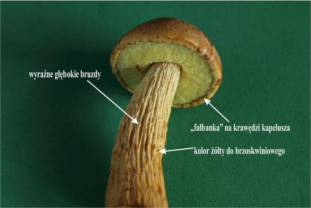 Złotak wysmukły w polskich lasach. Amerykański grzyb może wyprzeć borowiki
