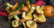 Jak przyrządzać grzyby, by wydobyć z nich pełnię smaku i aromatu