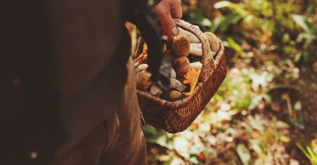 Pomorskie. To nie były grzyby. Pod ściółką błyszczał skarb